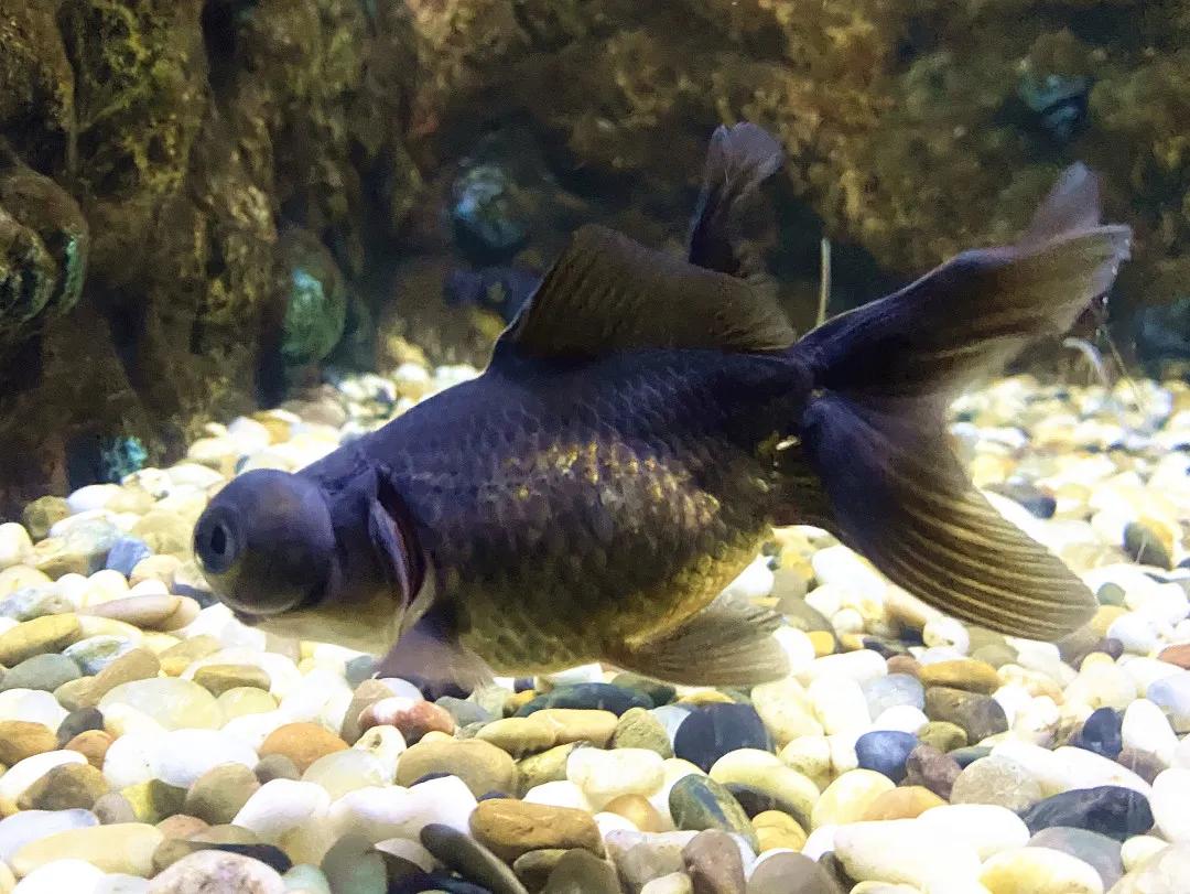 云游动物园金鱼,杭州动物园金鱼种类