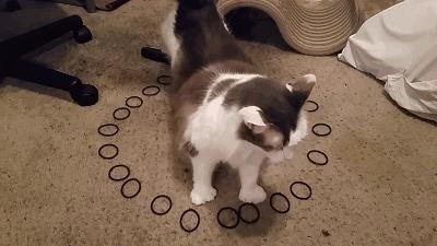 如何封印一只猫,怎么一招封印猫