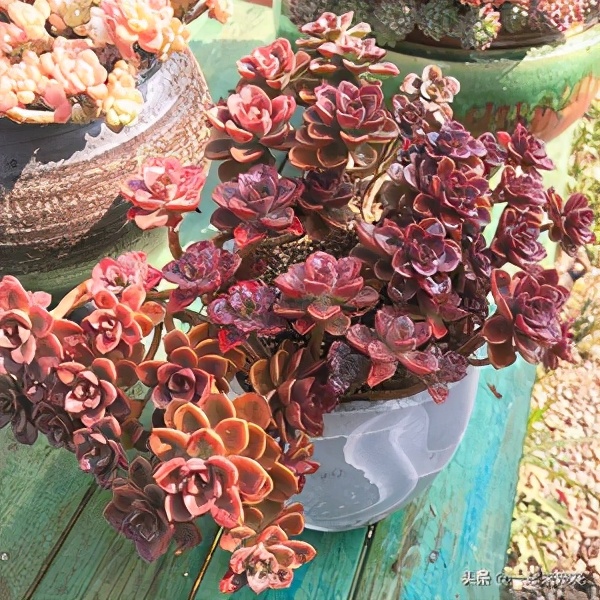 多肉法师一根老桩怎么样砍头,法师多肉老桩可以砍头吗