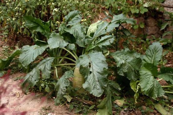 萝卜糠心的原因及防治方法,裂开的胡萝卜营养更好吗