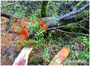 水母雪兔子为什么不能采摘,非法采摘水母雪兔子会有什么后果