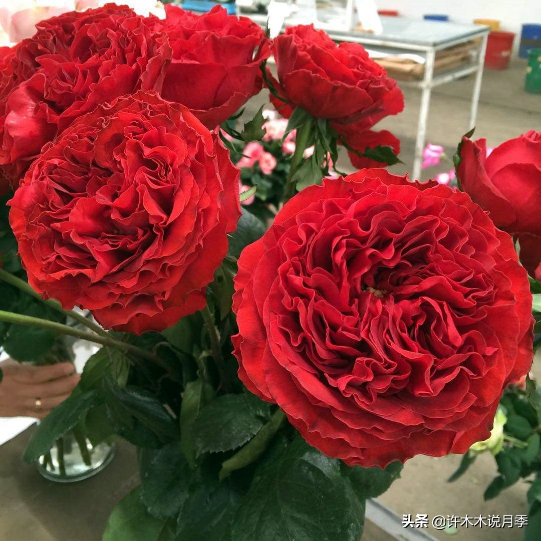 网购月季黄叶嫩芽枯萎怎么处理,网购的月季小苗黄叶了怎么栽种