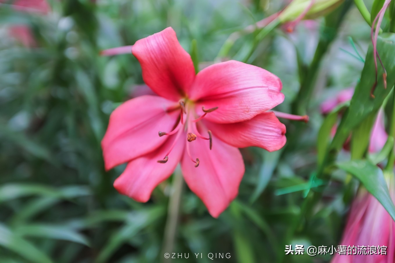 无锡梅园不只能赏梅，初秋近万亩百合花海盛放，小姐姐直呼太美了