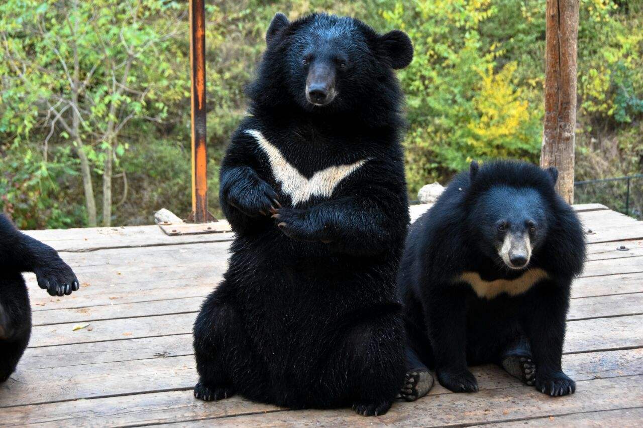 国内值得去的十大动物园,国内最值得去的动物园