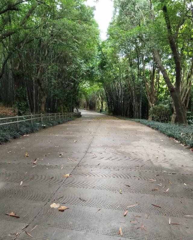 南宁狮山公园以前是尸山吗,广西南宁狮山公园现状