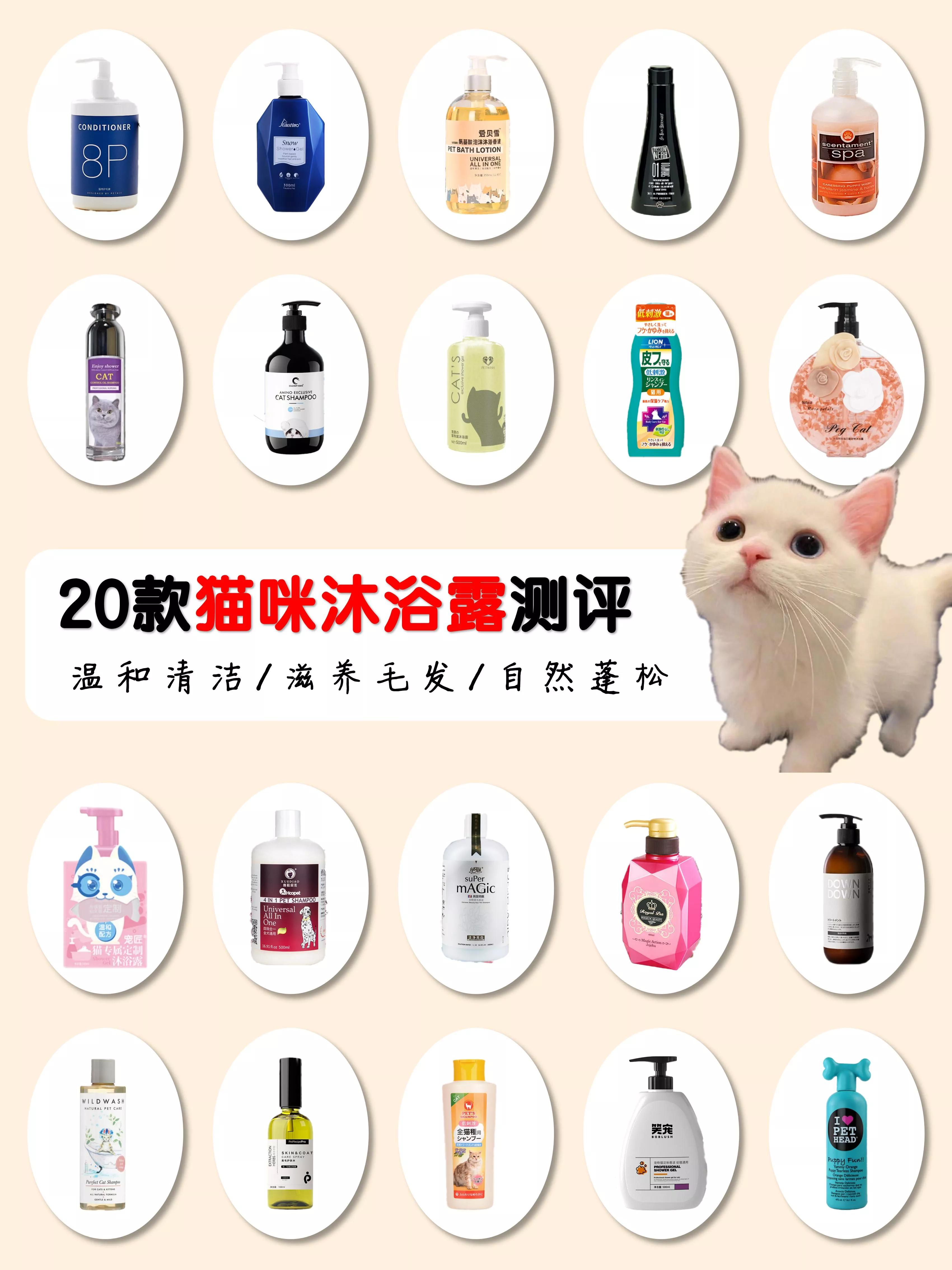 养猫新手给猫咪洗澡需要注意什么,猫咪洗澡攻略如何正确地给猫洗澡