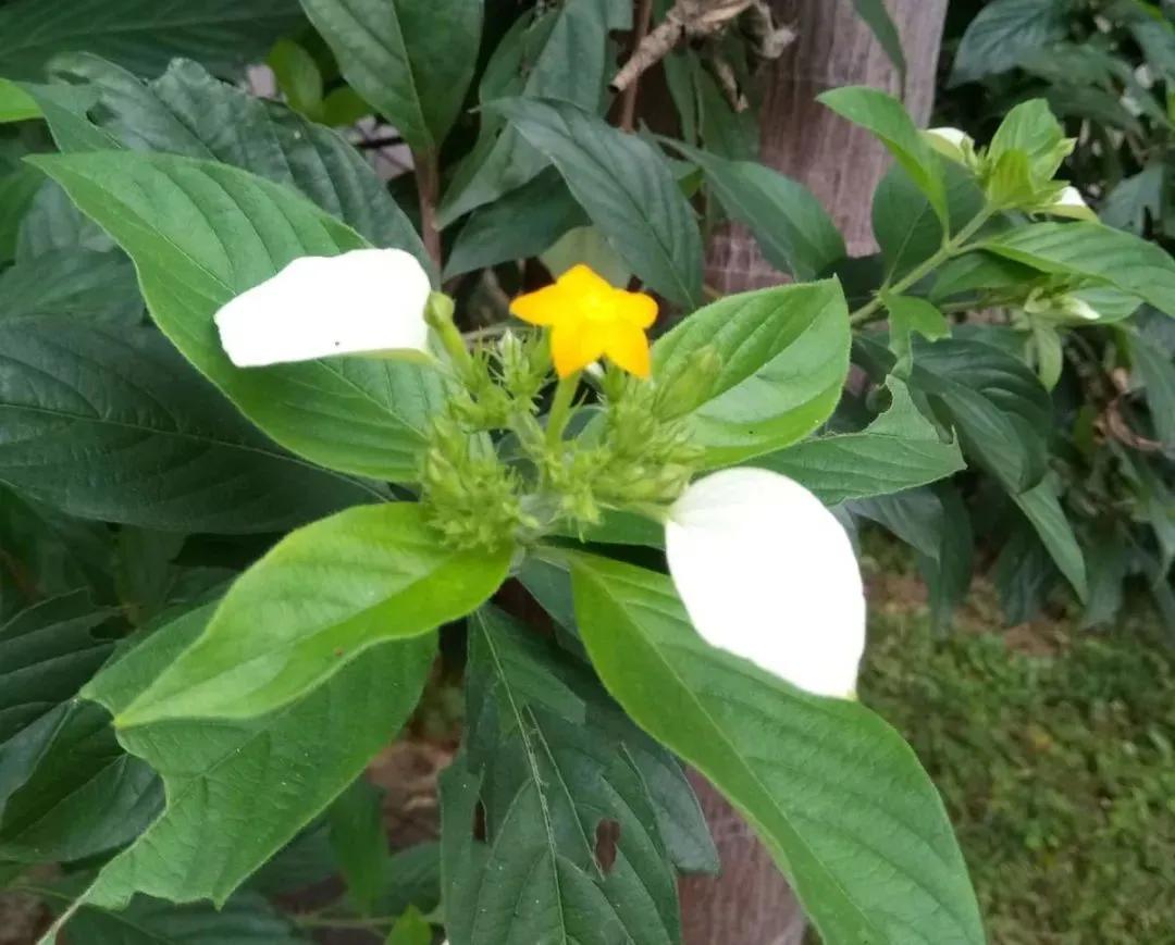 绿植绿油油的叶子,绿白相间叶子绿植