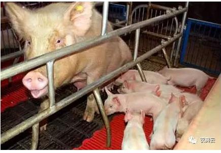 母猪产后瘫痪的原因和治疗方法,母猪产后后肢瘫痪能治好吗
