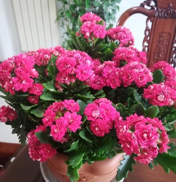 红红火火过年养什么花好,南方春节什么花好看又好养