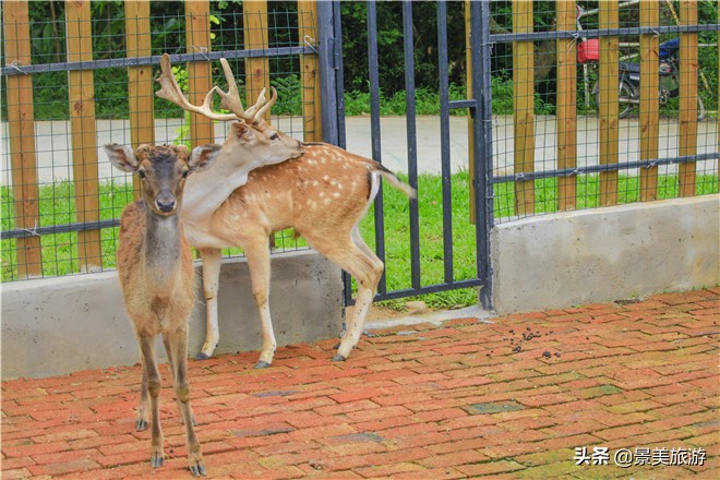 佛山南丹山有株鹦鹉树，几百只鹦鹉在晒秋取暖准备过冬
