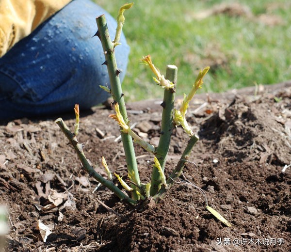 月季老桩如果没有生根粉怎么办,月季老桩生根了是不是就完全活了
