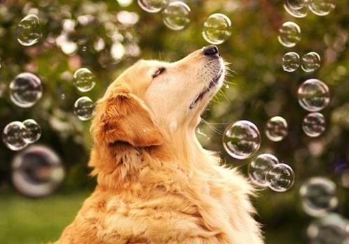 小狗总是拉稀怎么办,小狗一直拉稀怎么治疗