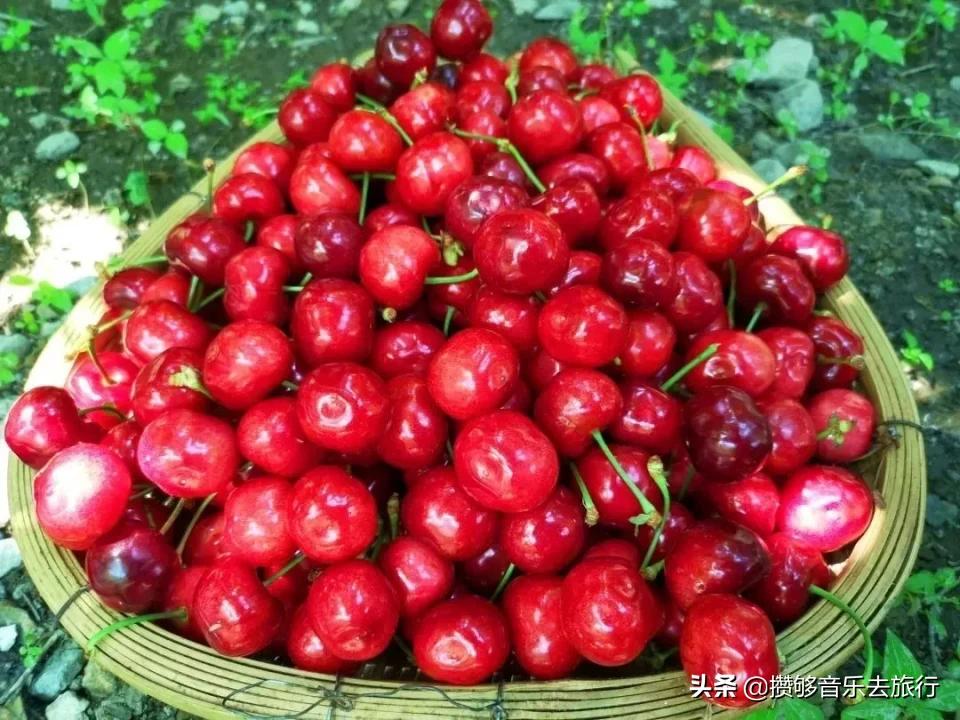 汶川三宝有哪些,汶川三宝市场枇杷