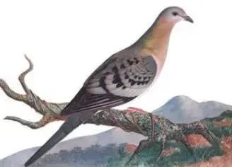 三鸽必有一鹞,三鸽出一鹞三虎出一豹