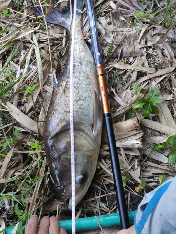 金家潘求败,金迦潘求败和硬弓有什么区别