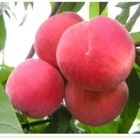 水蜜桃桃胶功效与作用,水蜜桃罐头的功效与作用