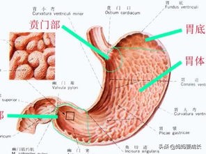幽门螺旋杆菌胃炎怎么治疗,胃炎幽门螺旋杆菌怎么治疗效果好