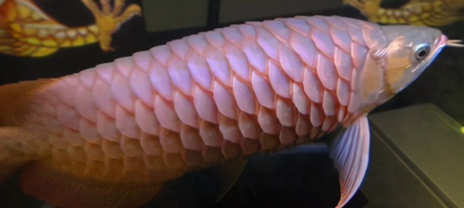 龙鱼常见疾病及治疗方法,龙鱼疾病找哪里救治