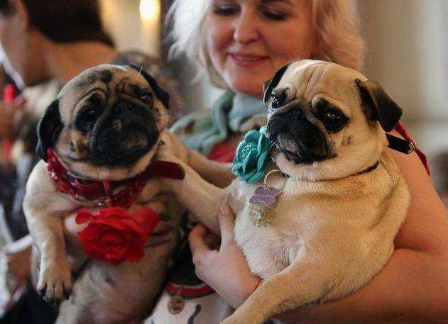 巴哥犬优缺点总结英文,巴哥犬和比熊优缺点