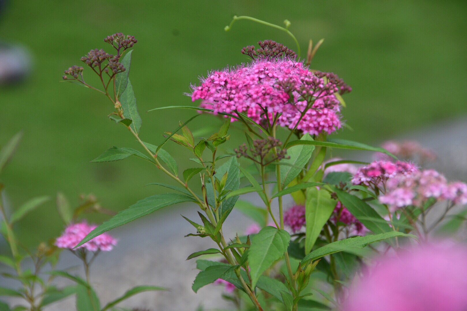 100种常见花卉图谱，收藏起来慢慢看，从此识花不求人