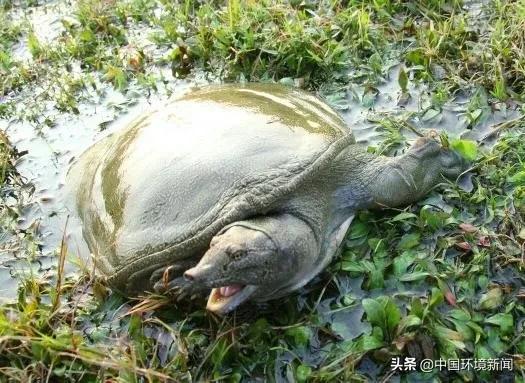 牛蛙龟鳖禁食时间,乌龟中华鳖牛蛙到底能不能吃