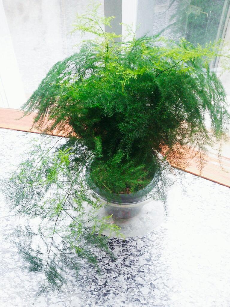 文竹叶片发黄不要放弃,这样做很快会恢复!