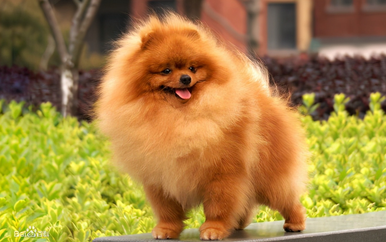 100元以下适合学生养的宠物小型犬,建议养的10种小型犬