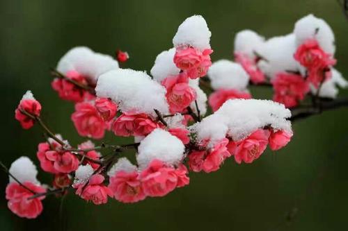 哪些花是真正的富贵花,富贵花给人带来吉祥好运