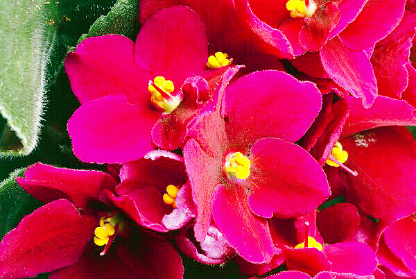 紫罗兰花卉大全,紫罗兰花卉盆栽图片