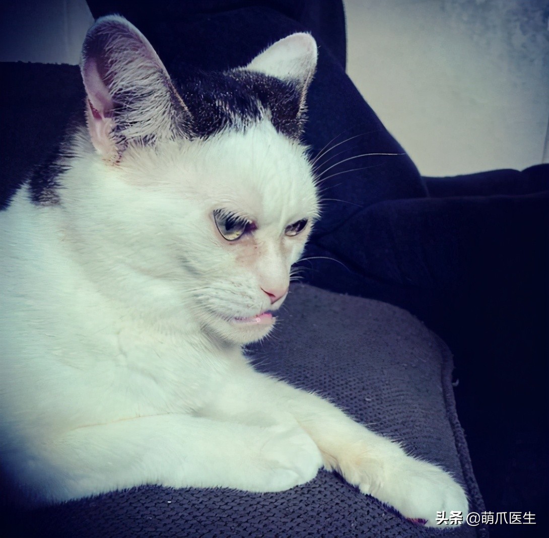 当一只猫有了脸,当一只猫长成了狗的样子