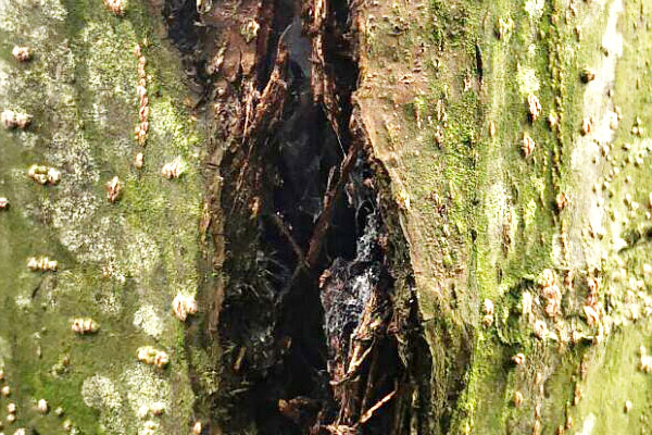 核桃树身上流黑水是啥病,核桃树树身腐烂流黑水用什么药