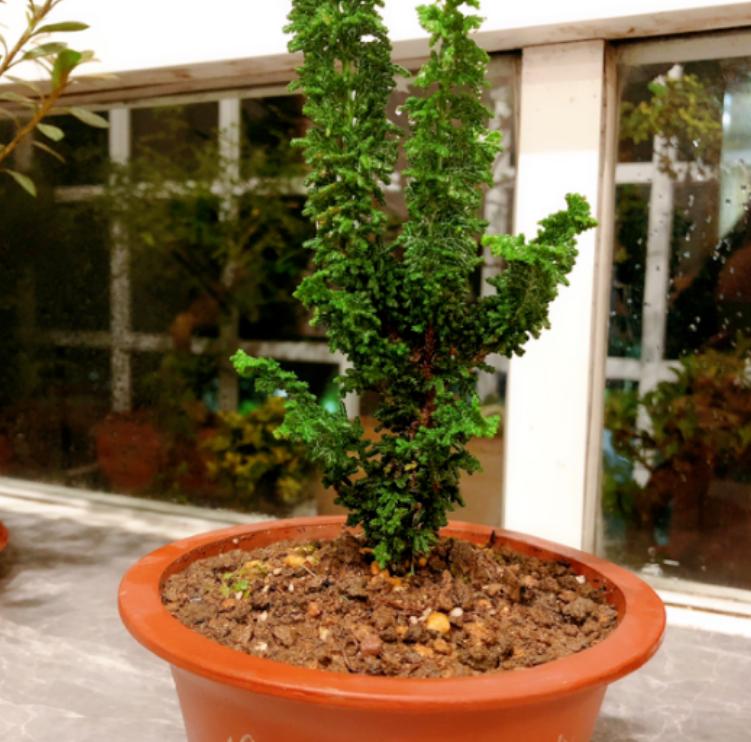 修剪的基本方法有什么,修剪技巧