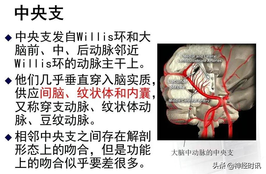 脑动脉解剖学讲解,基底节区脑血管解剖