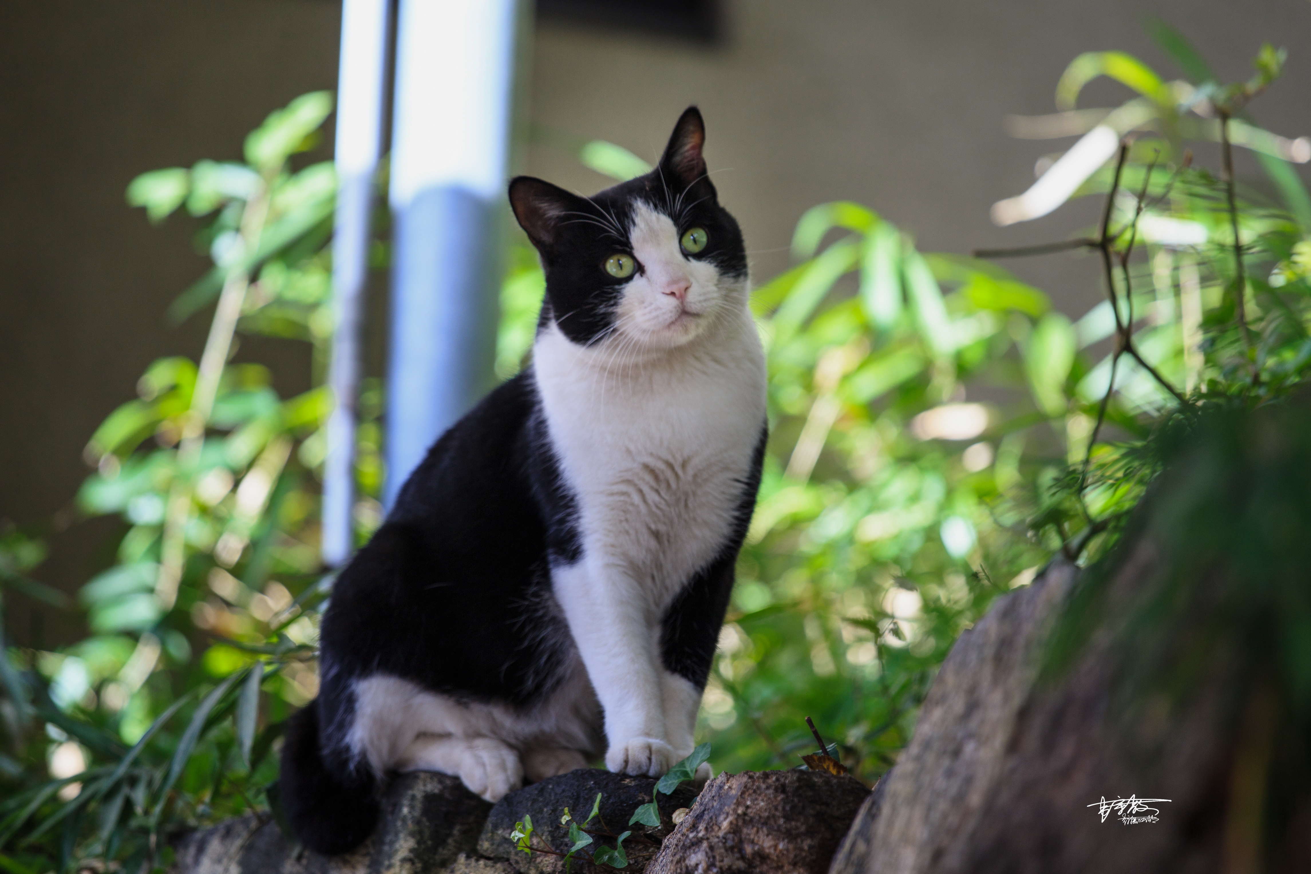 网红打卡景点奈良,日本奈良10大网红打卡景点