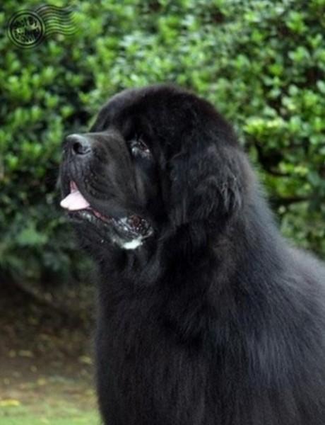 45种常见狗狗认几种主人,45种常见狗狗拉布拉多图片