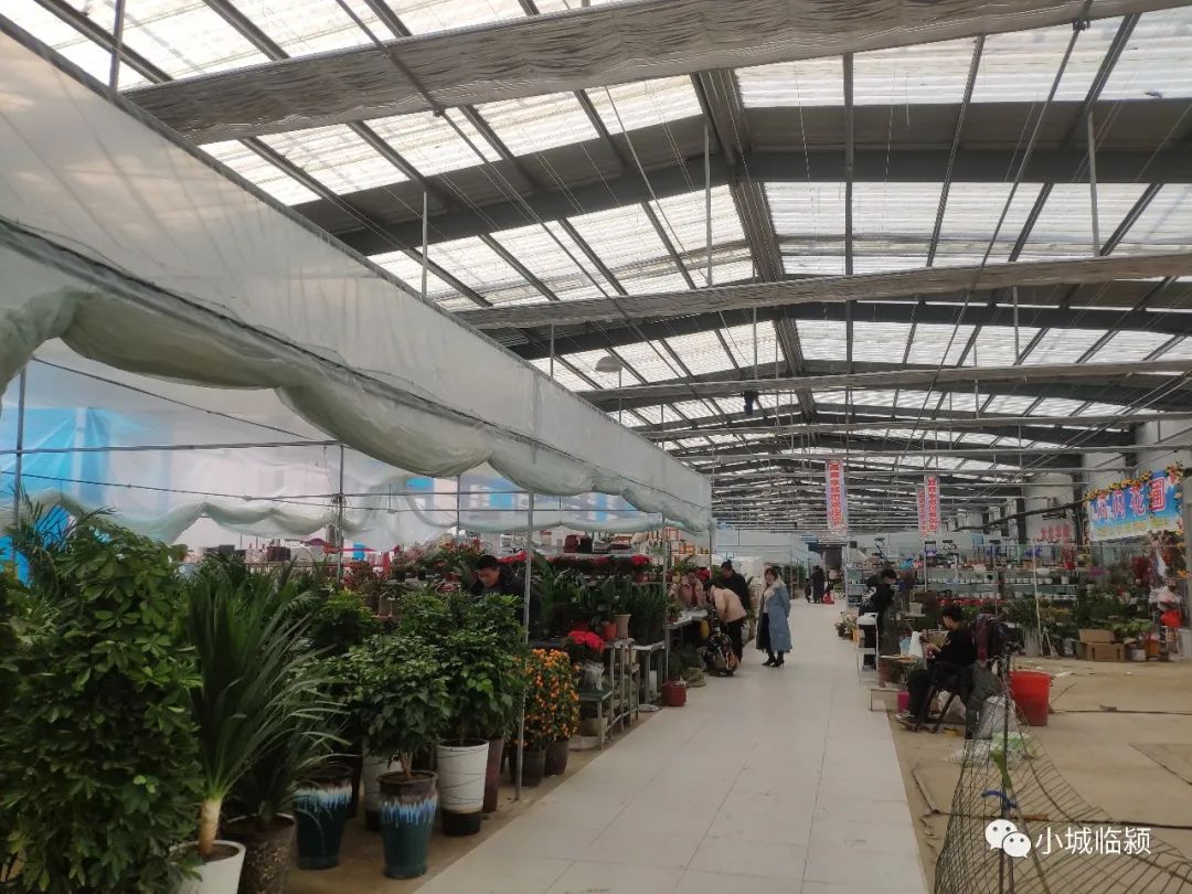 临颍花卉市场有玫瑰花么,临颍花卉市场几点开市