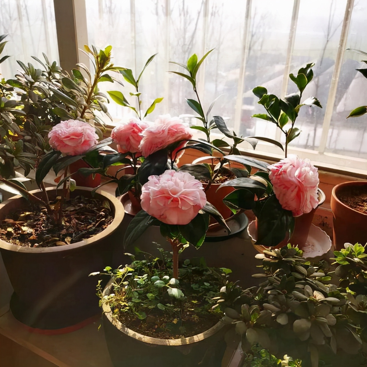 适合9月份养的绿植,四季最好养的10种花