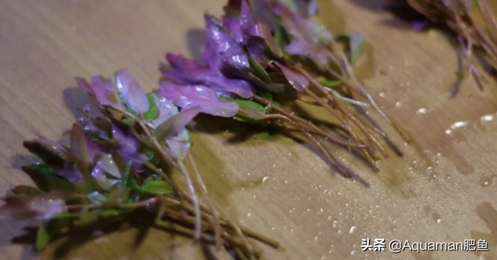 便宜又好养的水草推荐,好养又便宜的水草推荐