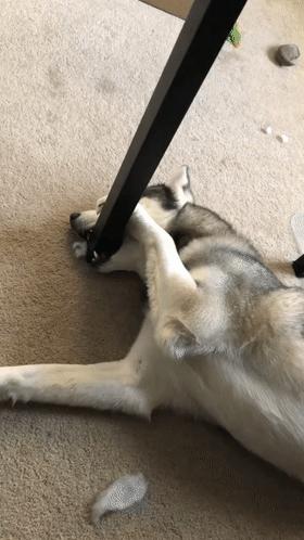 哈士奇的四大优点,哈士奇好养吗哈士奇能活多少年呢