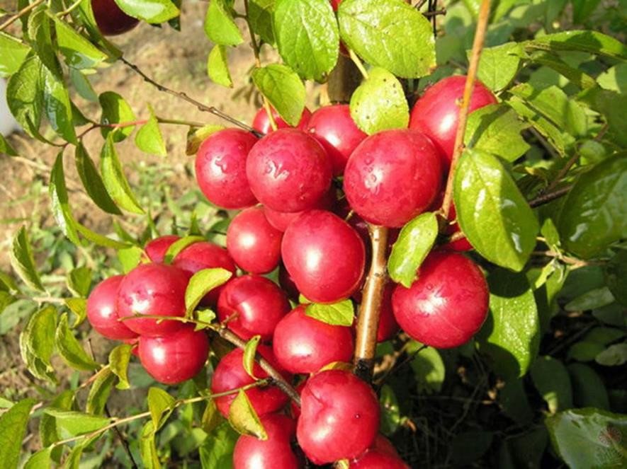 百种味道的果子,四季百种果子图片