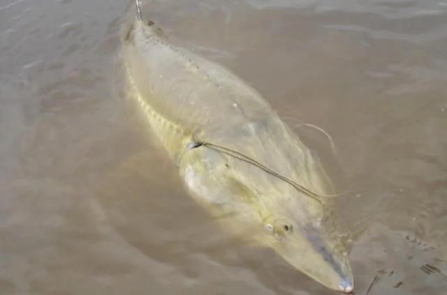 最大的鲟鳇鱼90000斤照片,鲟鳇鱼淡水之王