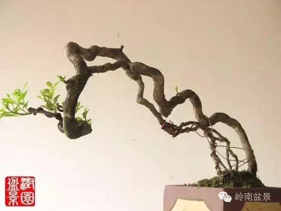 高桩金豆盆景大全,金豆双杆文人盆景欣赏