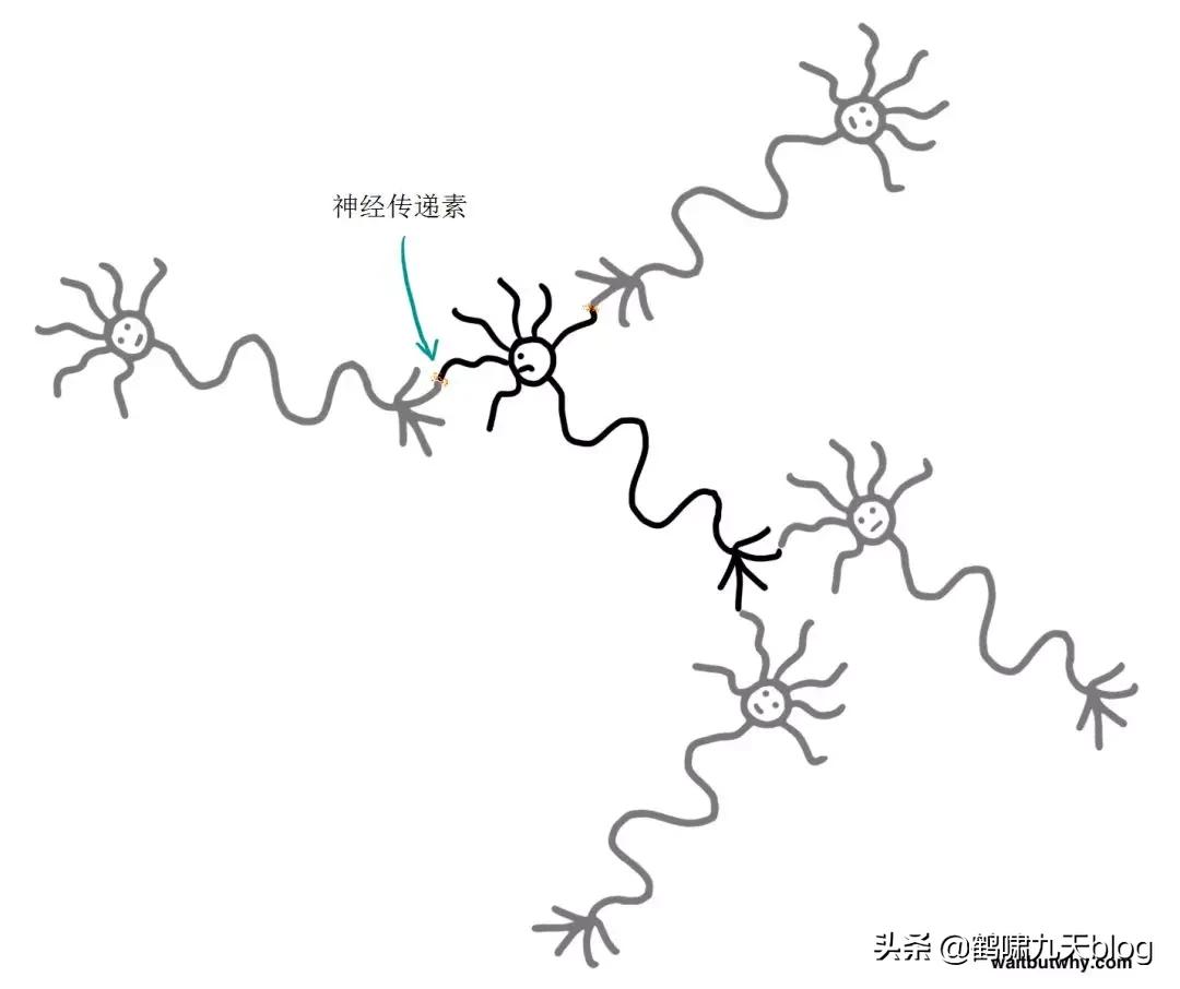 人类大脑如何超越人工智能,人类的出路在于将自身升级为神