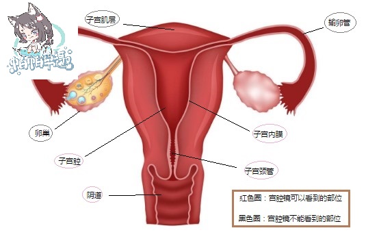宫腔镜片子一般有几个图像,不学医的话懂看诊流程吗