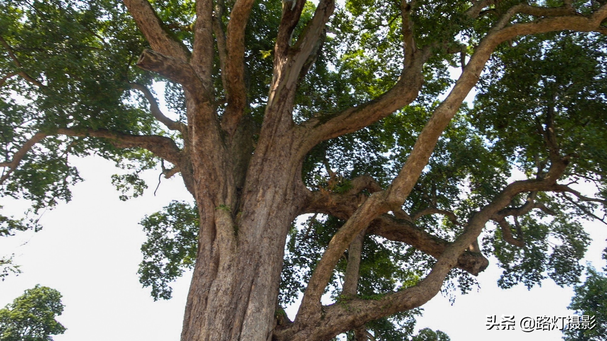 贵州金丝楠木树王还活着吗,贵州发现一棵千年楠木王