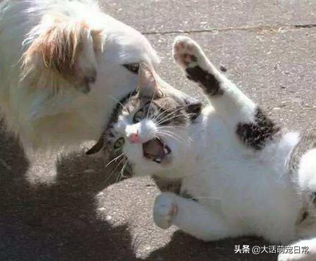 猫狗和睦相处的办法,猫狗双全到底有多难