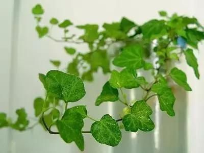 各类盆栽花语大全及寓意,各绿植寓意名字及花语大全