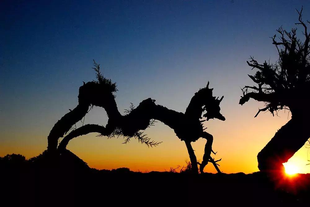 额济纳旅游自由行攻略,额济纳旗旅游最佳省钱攻略