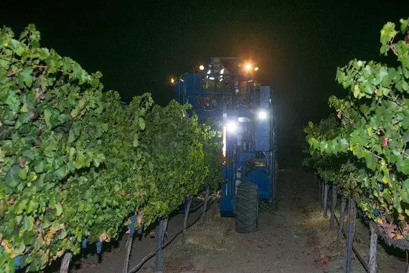 真正的红酒是怎么酿造的,喝了这么多年酒