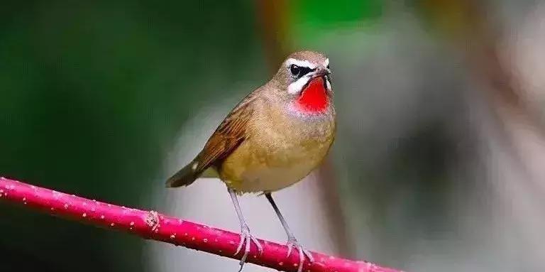 鸟上火了怎么办,鸟上火的最好方法